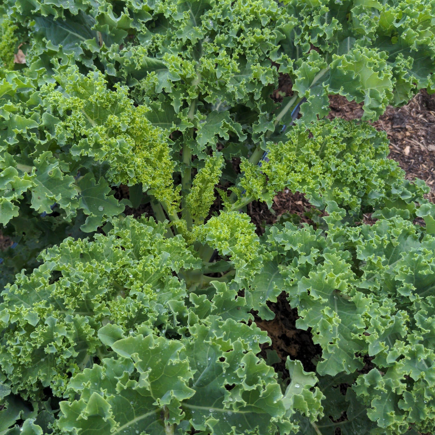 Kale