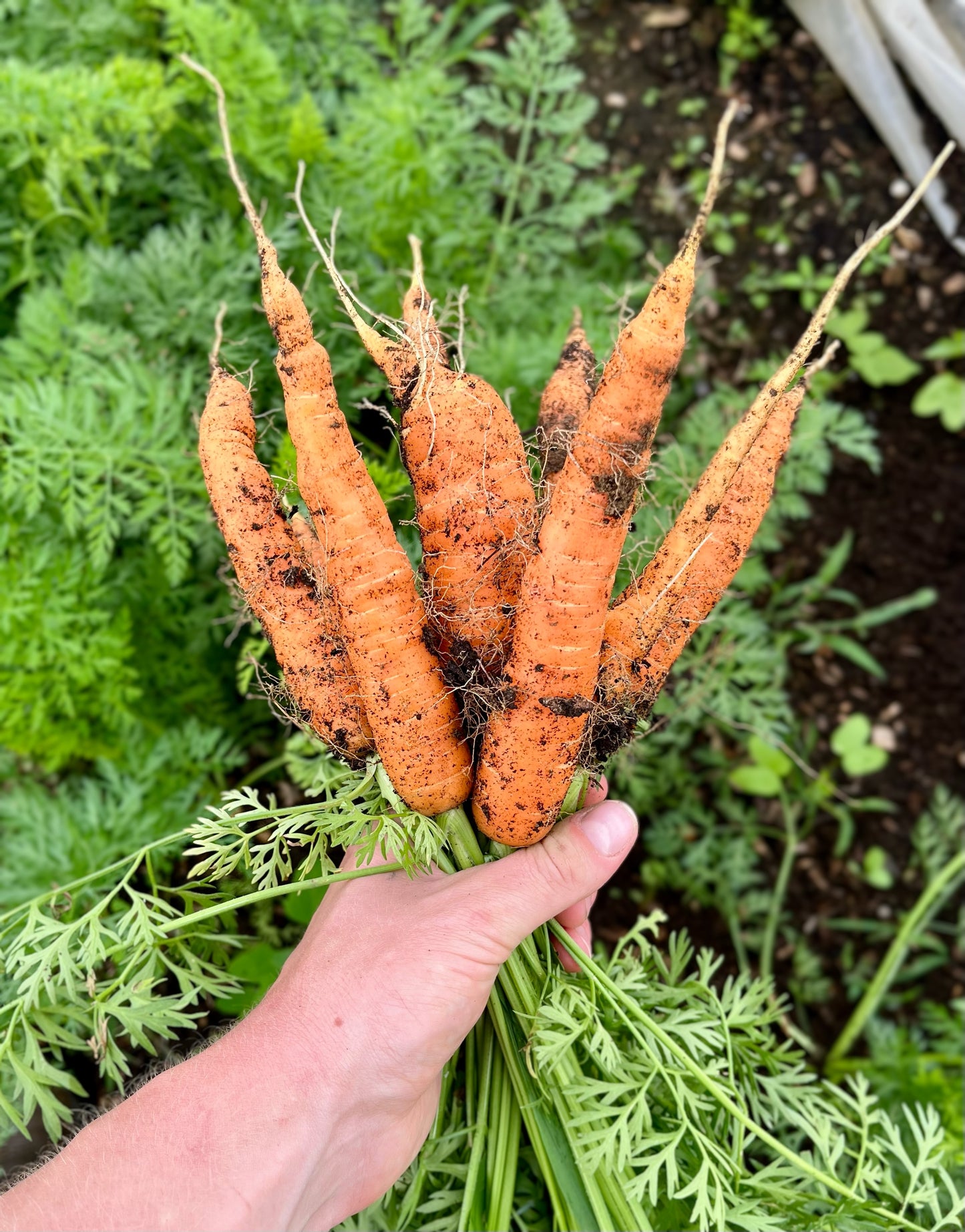 Carrots