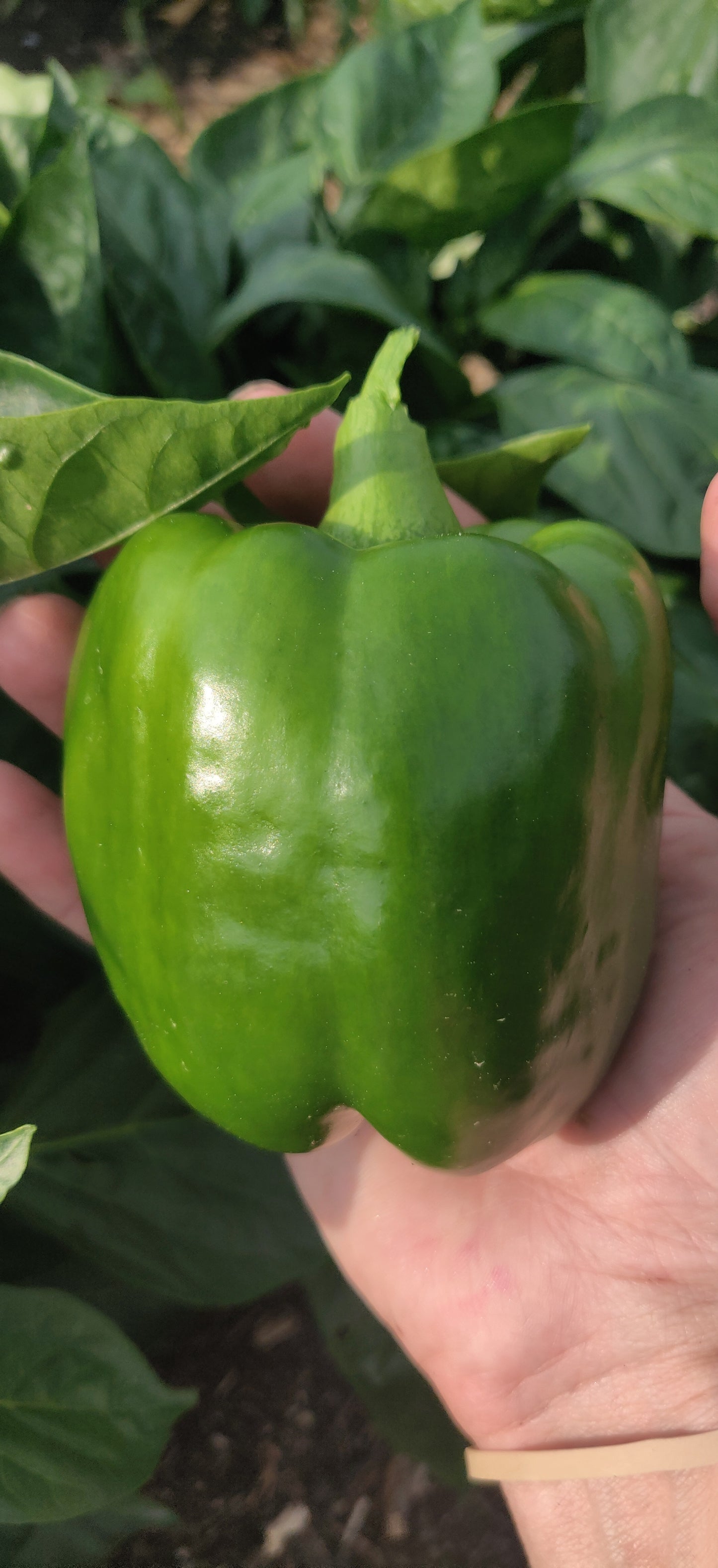Assorted Color Bell Peppers