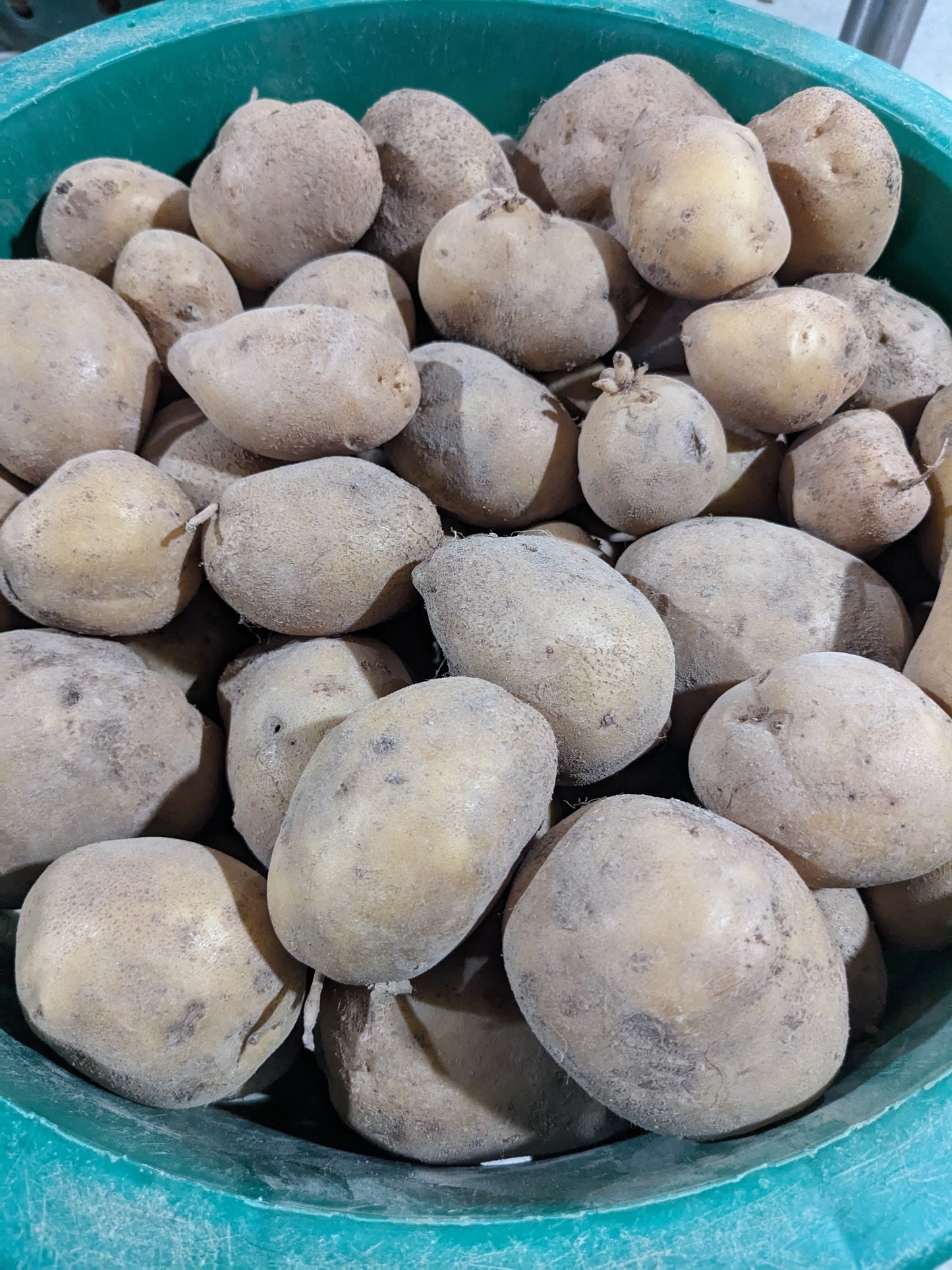 Kennebec Potatoes