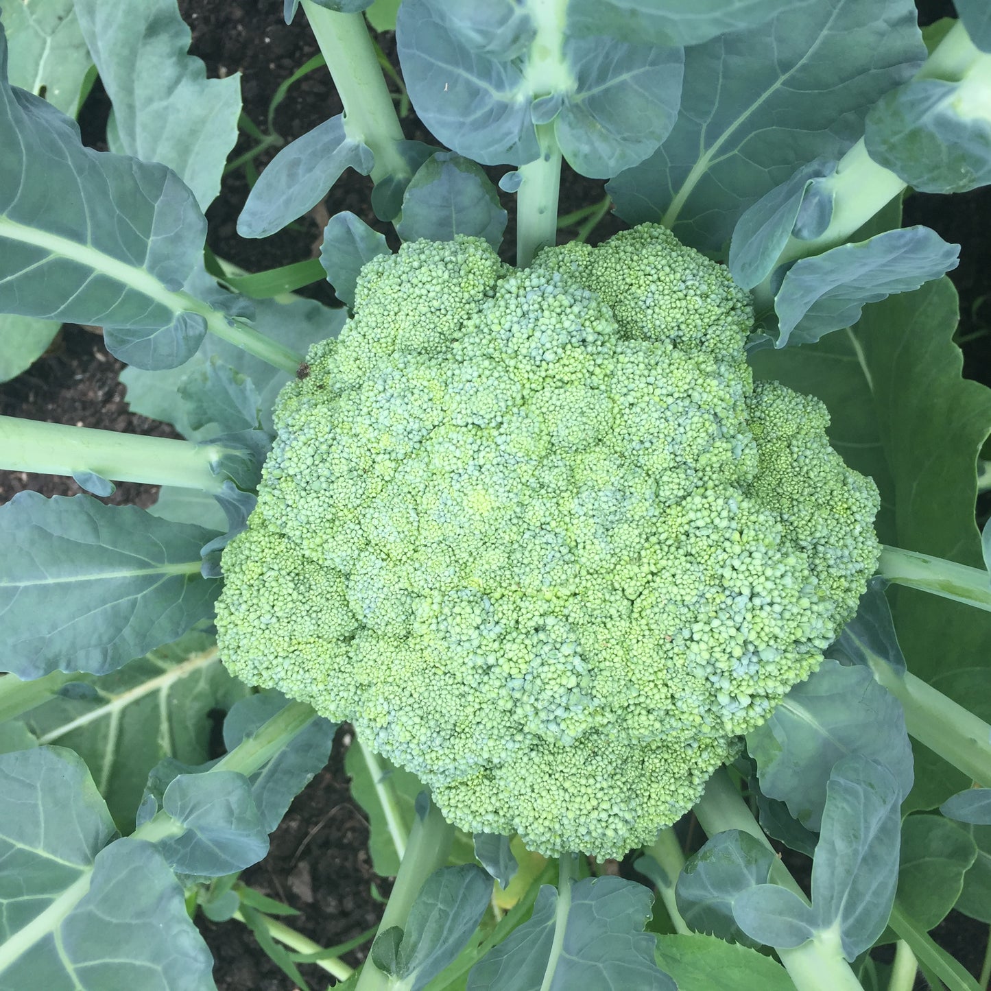 Broccoli