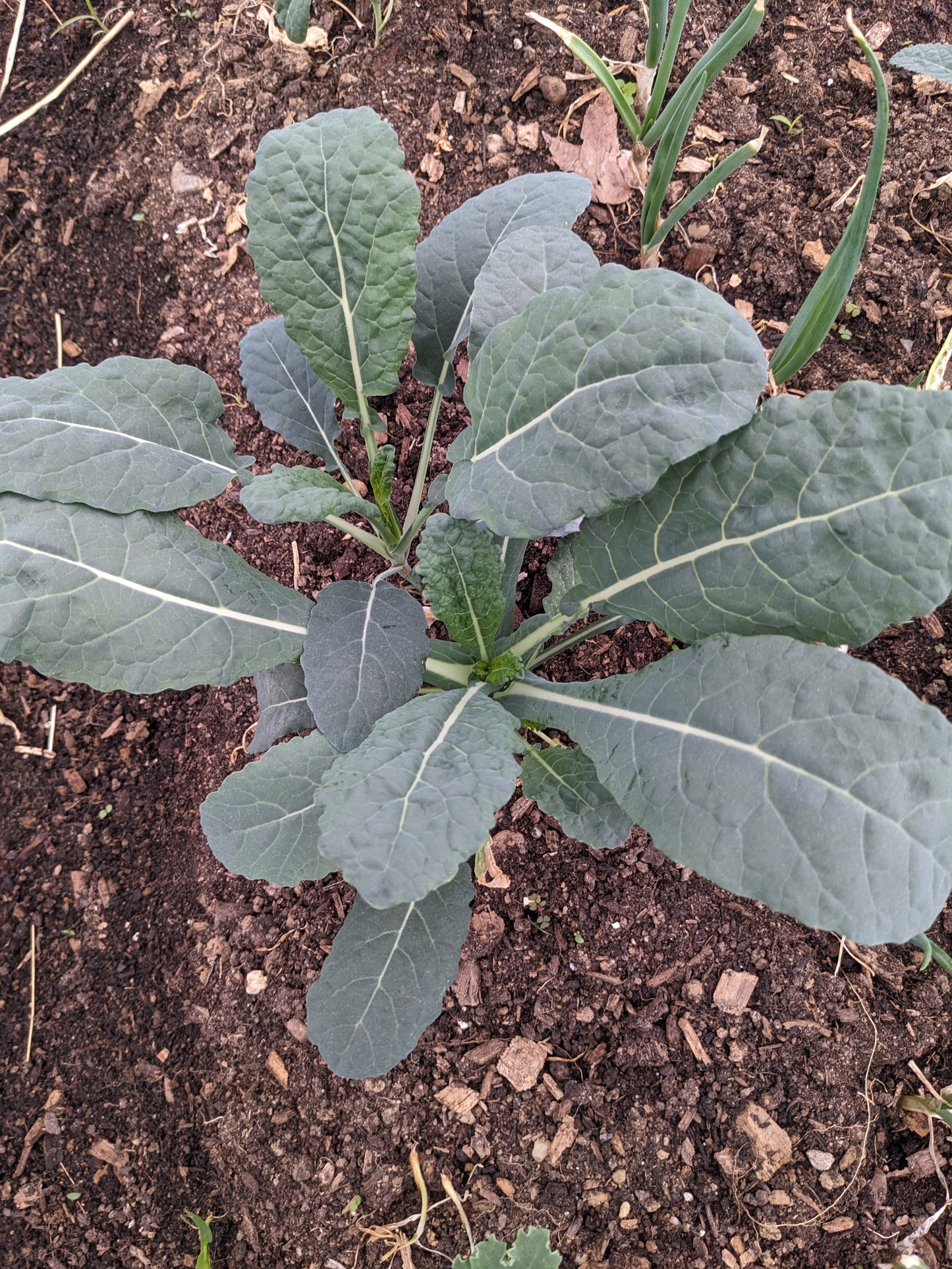 Kale