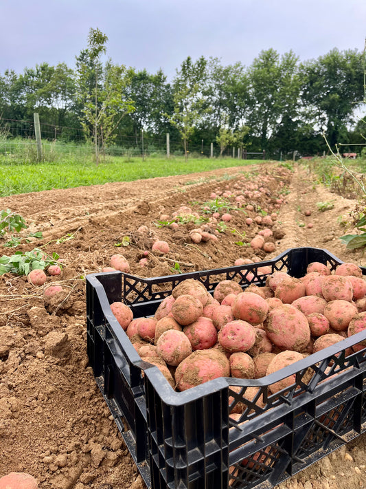 Dark Red Norland Potatoes