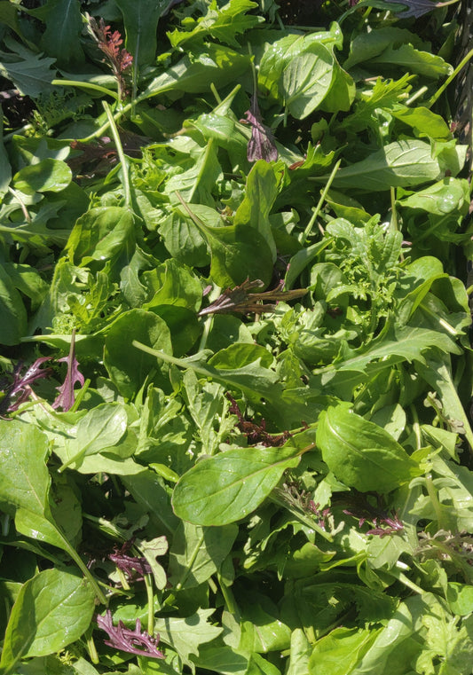 Arugula Mix