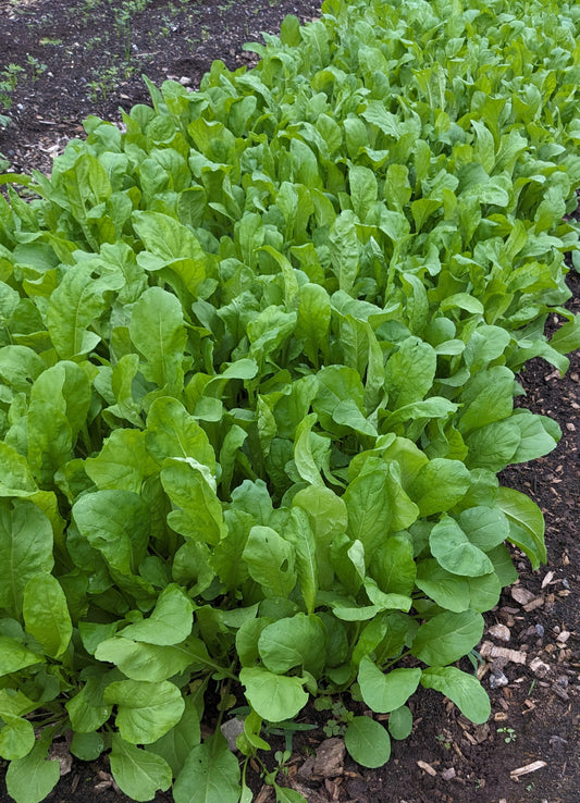 Arugula Greens