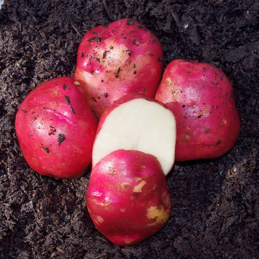 Dark Red Norland Potatoes