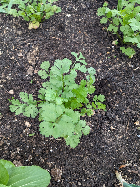 Cilantro