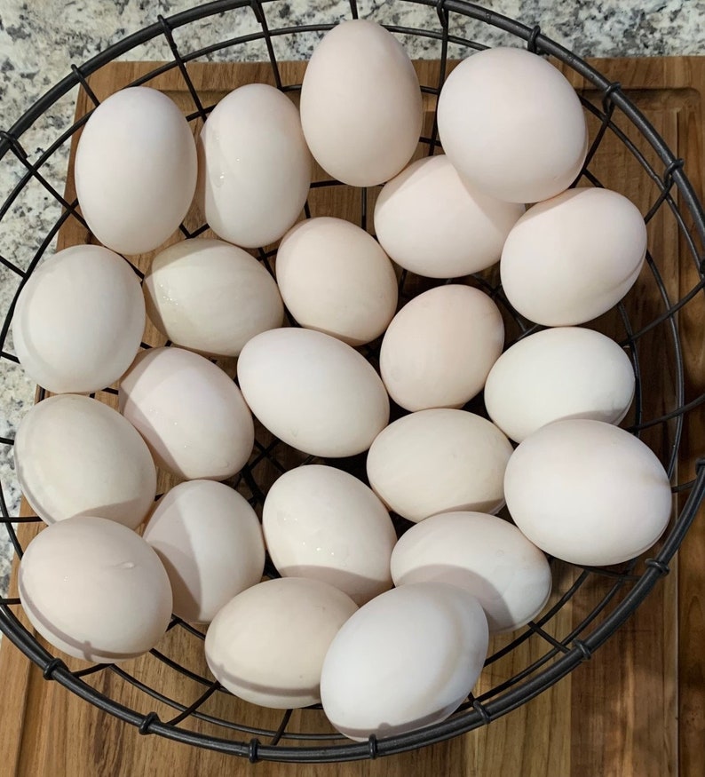 Duck Eggs – Brook Bound Farm